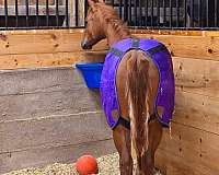 double-registered-quarter-horse