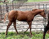 aqha-quarter-horse