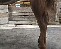 double-registered-quarter-horse