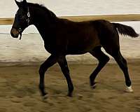 brown-star-lh-sock-horse