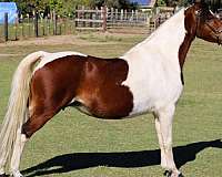 pinto-triple-registered-pony