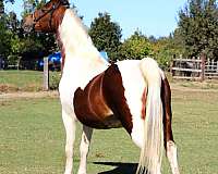 tobiano-pony