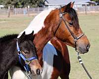 all-around-shetland-pony