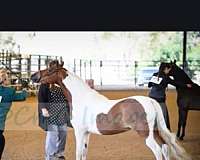 champion-shetland-pony