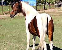 pinto-tobiano-pony