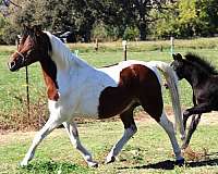 breeding-shetland-pony