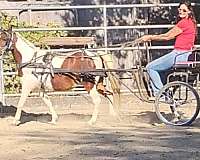 driving-shetland-pony