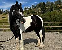 big-gypsy-filly-vanner-horse