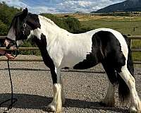 black-white-gypsy-filly-horse