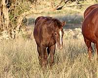 cowboy-mounted-shooting-quarter-horse