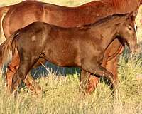 ranch-versatility-quarter-horse