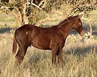 ranch-work-quarter-horse