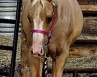 athletic-appaloosa-horse