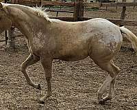 english-pleasure-appaloosa-horse