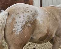 halter-appaloosa-horse