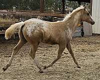 color-producer-appaloosa-horse