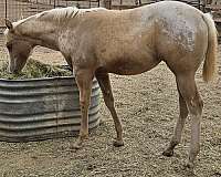 hypp-nn-appaloosa-horse