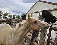 ranch-versatility-appaloosa-horse