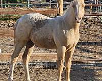 ranch-work-appaloosa-horse