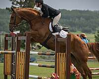 chestnut-champion-horse