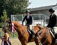 competing-hanoverian-horse