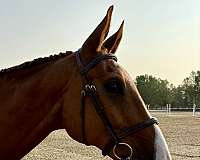 boy-hanoverian-horse