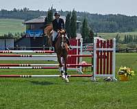 does-it-all-hanoverian-horse