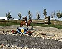 first-show-hanoverian-horse