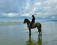 dressage-friesian-horse