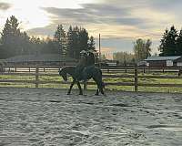 endurance-friesian-horse