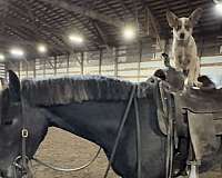 equitation-friesian-horse