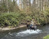 flashy-friesian-horse