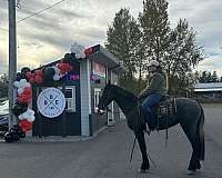 hunter-friesian-horse