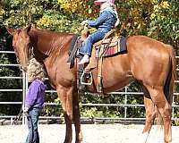 dun-sorrel-quarter-horse-for-sale