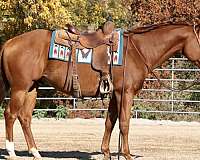 dun-sorrel-horse-for-sale