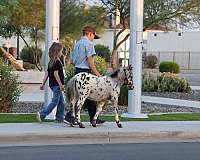 dun-sorrel-ranch-horse