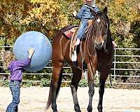 bay-quarter-horse-gelding