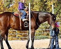 all-around-gelding