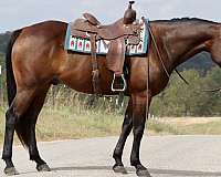 15-hand-quarter-horse-gelding