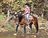 bay-gelding-for-sale