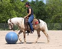 all-around-gelding