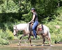 15-hand-quarter-horse-gelding