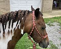 driving-shetland-pony