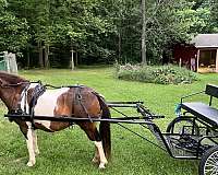 driving-harness-mare-broodmare