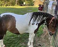 driving-harness-pony-shetland-pony