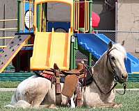 buckskin-aqha-poa-gelding