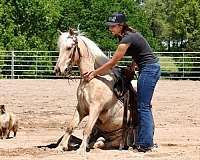 buckskin-aqha-poa-pony