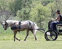 palomino-all-around-pony