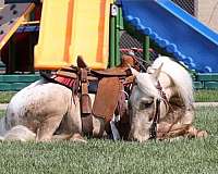 palomino-poa-gelding