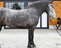 grey-dapple-horse